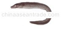 Conger eel