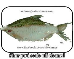 SHOR PUTI [Cleaned GGS] (Puntius sarana)
