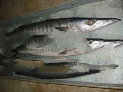 Baracuda