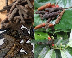 Long Pepper