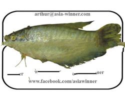 KOLISHA (Silonia silondia)