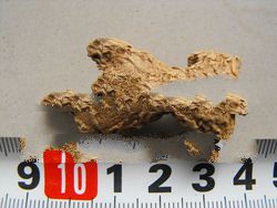 2013 Dried Ginger