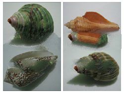 By Kilogram Shells 02