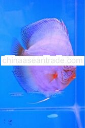 Super Blue Angel Discus