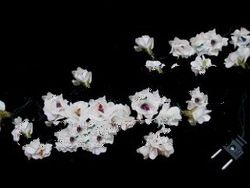 Cocoon Miniature Light