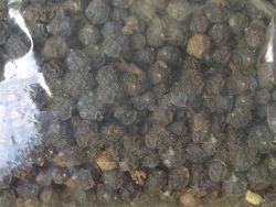 Black pepper is the best from Indonesia. Good Price