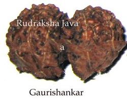 Rudraksha Java Gauri Shankar Bead