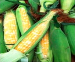 Fresh Corn/Crystal Corn