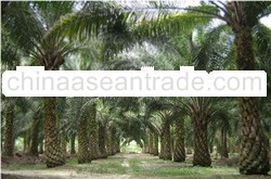 RBD CRUDE PALM OIL CP0