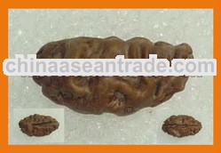 01 Mukhi a half moon shape - Premium Size