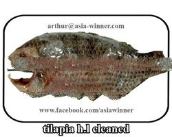TILAPIA H/L (Tilapia mossambica)