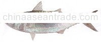Mackerel