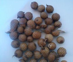 Rattan berries