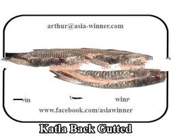 Katla Back Gutted (Catla catla)