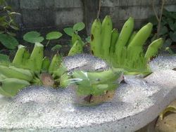 Banana Fresh Fruit from Thailand 100%