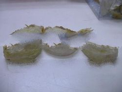 Cave Bird Nest Supreme