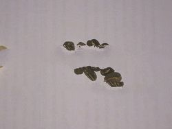 Green Arabica Coffee