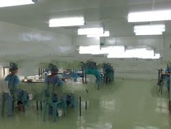 Bird Nest / White Bird Nest/ Edible Bird Nest