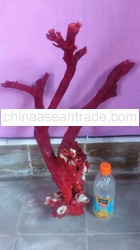 Red Coral Tree