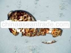 TIGER COWRIE WHITE BACKGROUND Sea Shell