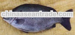 Jade Perch (Scortum Barcoo)