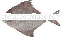 Black pomfret