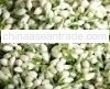 n Fresh Jasmine Flower