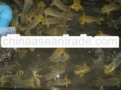 Alive Mantis Prawns