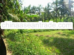 Land in the vicinity of Ubud, Bali for sale by owner. An excellent price: 65 000 000 Rps per are! 2