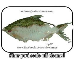 SHOR PUTI [ Cleaned GS] (Puntius sarana)