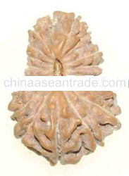 19 Mukhi Rudraksha CRAFT
