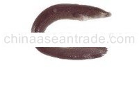 Longfin eel