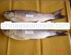 Frozen Rohu Myanmar Fish