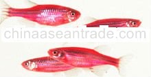 Red DANIO (zebra danio red)