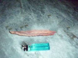 n Bamboo Fossil