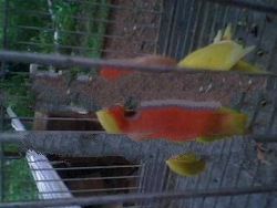 African Birds