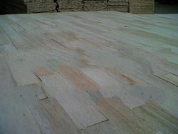 Albizia Falcata Bare Core