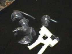 Breast Enlargement Device