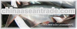 GOLDEN DORY[PANGASIUS]
