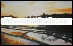 sunset in rice paddy