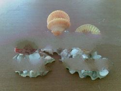Shells Decor Seashells Decorations