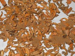 curcumin & tumeric dried
