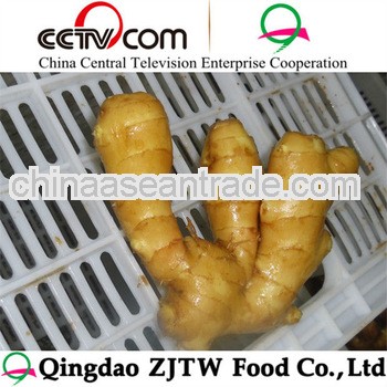 150g fresh ginger at factory prices