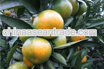 2011 New Crop Sweet Mandarin From 