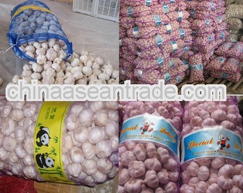 2012 plenty of garlic for sale