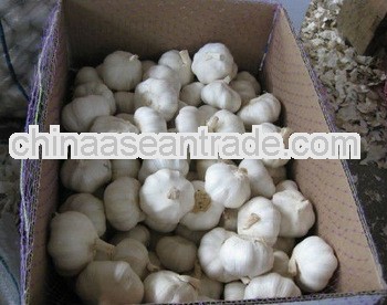 2012 pure white garlic 5.5-6cm