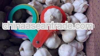 2013 crop Red Garlic Carton Packing or net bag