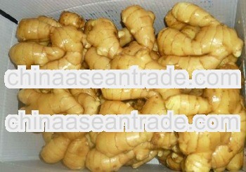 2013 good quality fresh ginger from 