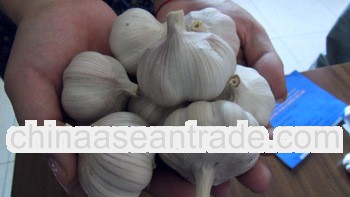 2013 new chinese normal white garlic