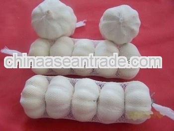 2013 new crop Chinese Fresh Garlic